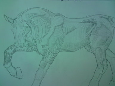 Horse anatomy