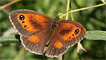 A gatekeeper butterfly by Mike McCarthy