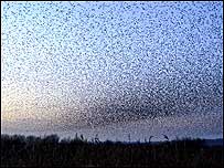 Skies full of starlings