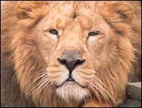 A lion at Dudley Zoo