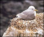 Kittiwake