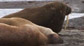 Walruses