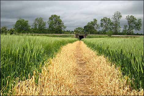 A field near Market Harborough.
