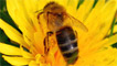 The bee and the dandelion by Nicci Walker
