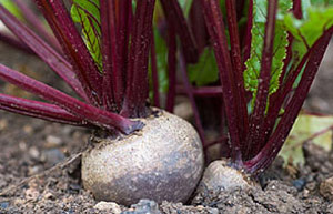 Beetroot