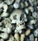 Photograph showing a human skull amongst other humain remains