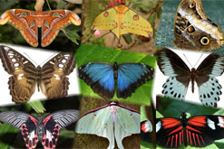 Butterflies