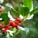 Holly