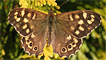 A speckled wood butterfly by former ex-tog