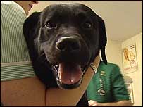 Dog in treatment room