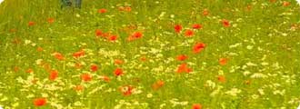 Natural garden