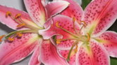 Lilly