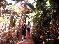 The Banana Trees