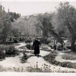 The Garden of Gethsemane.On leave in Palestine September 1943