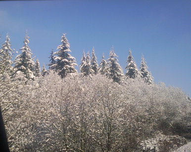 Snowy trees