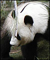 Weh Mai by Graham Fox