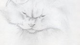 Cat Cat