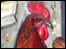 Cockerel head