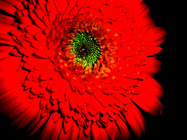 Red Flower