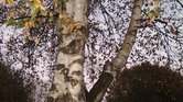 The tree