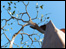 Tree at St Phillips Road