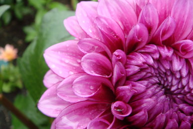 Chrysanthemums