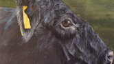 Aberdeen Angus...