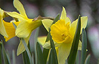 Daffodils