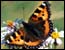 A butterfly