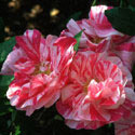 Rosa gallica 'Versicolor', Rosa mundi