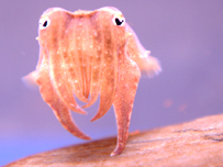 Baby cuttlefish