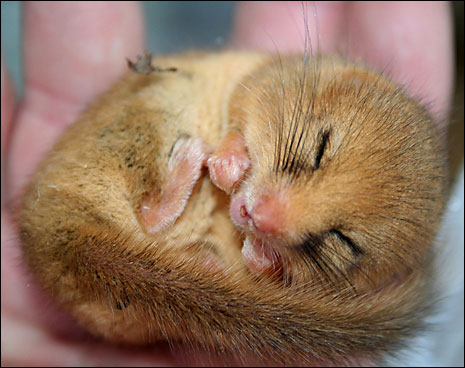 Dormouse