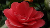 Pink flower Pink flower