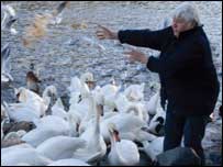 Woman feeding swans