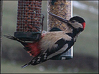 Woody the Great Spotted Woodpecker