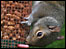 Squirrel eating nuts (Karen Dennis-Smither)