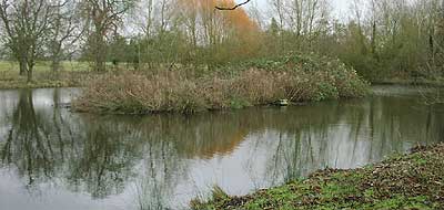 the pond