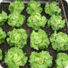Wait until your salad is ready to eat