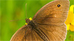 A meadow brown butterfly by Ashley Cohen