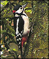 Woodpecker