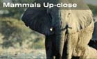 Close up of African elephant