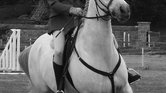 Galloping black...