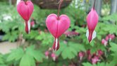Bleeding Heart...