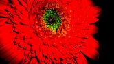 Red Flower