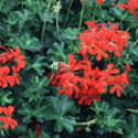 Pelargonium, Geranium