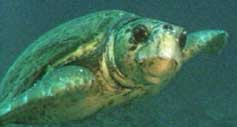 Loggerhead Turtle