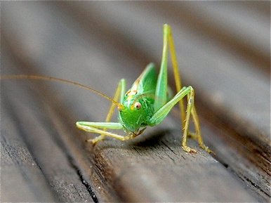 The Garden Cricket