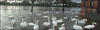 Flood picture