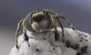 Jumping spider on a rock with blurred shot of Everest in the background ©Gavin Maxwell