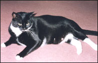 fat cat Toby